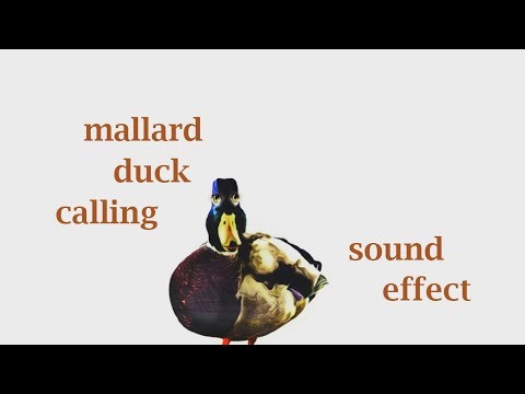 duck sound effects free